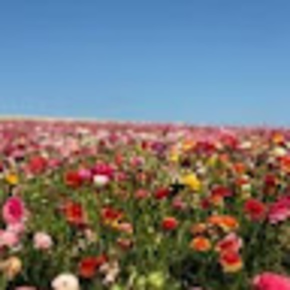 Meet your Posher, Rana - Picture 1 of 1